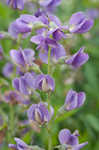 Blue wild indigo